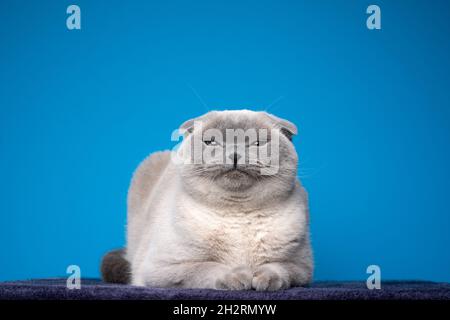 Blue Point schottische Falte Katze macht lustige Gesicht sieht unzufrieden oder wütend auf blauem Hintergrund mit Kopierraum Stockfoto