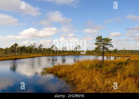 Kleiner Baum neben dem See mit Reflexen des blauen Himmels im Kemeri Nationalpark, Jurmala Lettland. Auf dem Weg zwischen Moor, Sümpfen, Seen, Wald. Stockfoto