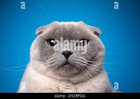 Lustiges Nahaufnahme-Porträt einer blauen Punkt schottischen Falte Katze Blick auf die Kamera auf blauem Hintergrund Stockfoto