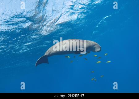 Dugong im blauen Meer unter Wasser. Seekuh (Dugong Dugon) Stockfoto