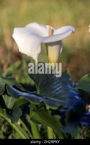 RIESIGE WEISSE ARUMLILIE (ZANTEDESCHIA) Stockfoto