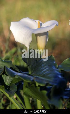 SEITENANSICHT EINER EINZIGEN WEISSEN ARUM LILY (ZANTEDESCHIA AETHIOPICA), AUCH BEKANNT ALS CALLA LILY. Stockfoto