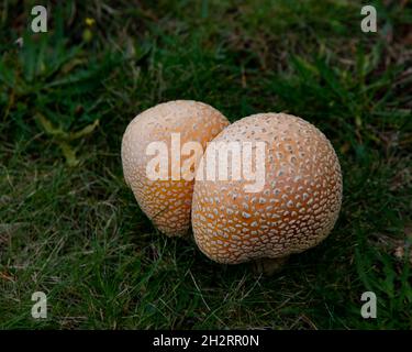 Ein Paar gewöhnlicher Erdballpilze, Scleroderma citrinum, wächst im Gras am Rande eines Spielplatzes in den Adirondack Mountains, NY Stockfoto