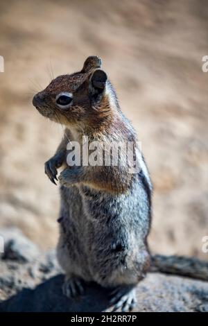 goldmantelhörnchen in seinem natürlichen Lebensraum in Mt. Rainier National Park im Bundesstaat Washington. Stockfoto