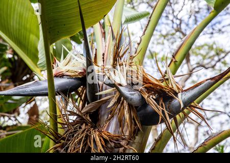 Strelitzia nicolai, riesiger weißer Paradiesvogelpflanze mit Nahaufnahme einer weißen Blume, Strände im Norden von Sydney, NSW, Australien Stockfoto