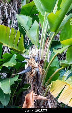 Strelitzia nicolai Pflanze, riesiger weißer Paradiesvogelpflanze in Sydney an einem Frühlingstag, Australien mit riesiger weißer blühender Blume Stockfoto