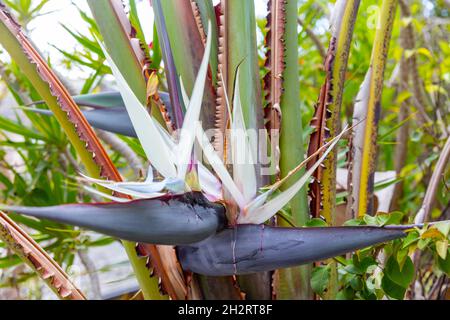 Strelitzia nicolai, riesiger weißer Paradiesvogelpflanze mit Nahaufnahme einer weißen Blume, Strände im Norden von Sydney, NSW, Australien Stockfoto