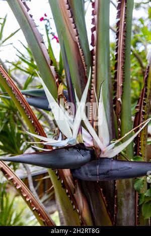 Strelitzia nicolai, riesiger weißer Paradiesvogelpflanze mit Nahaufnahme einer weißen Blume, Strände im Norden von Sydney, NSW, Australien Stockfoto