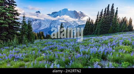 gletscherbedeckte Berge Rainier auf dem Hintergrund mit den wilden supraalpinen Blüten wie der Zwerglupine bedeckt die Sommerwiesen in Sunrise in Mt. Rainie Stockfoto