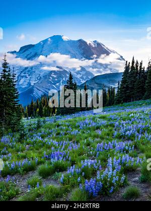 gletscherbedeckte Berge Rainier auf dem Hintergrund mit den wilden supraalpinen Blüten wie der Zwerglupine bedeckt die Sommerwiesen in Sunrise in Mt. Rainie Stockfoto