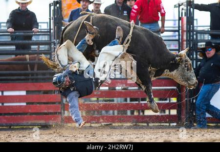 Orangeville, Kanada. Oktober 2021. Ein Cowboy fällt während der RAM Rodeo Tour Championship Finals 2021 in Orangeville, Ontario, Kanada, am 23. Oktober 2021 von seinem Bullen. Quelle: Zou Zheng/Xinhua/Alamy Live News Stockfoto