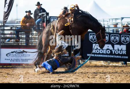 Orangeville, Kanada. Oktober 2021. Ein Cowboy fällt während der RAM Rodeo Tour Championship Finals 2021 in Orangeville, Ontario, Kanada, am 23. Oktober 2021 von seinem Pferd. Quelle: Zou Zheng/Xinhua/Alamy Live News Stockfoto