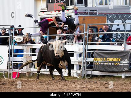 Orangeville, Kanada. Oktober 2021. Zwei Stierkämpfer klettern am 23. Oktober 2021 in Orangeville, Ontario, Kanada, auf einen Zaun, um einem Stier beim RAM Rodeo Tour Championship Final 2021 zu entgehen. Quelle: Zou Zheng/Xinhua/Alamy Live News Stockfoto