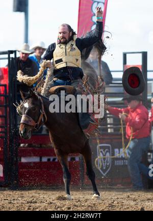 Orangeville, Kanada. Oktober 2021. Ein Cowboy tritt am 23. Oktober 2021 während der RAM Rodeo Tour Championship Finals 2021 in Orangeville, Ontario, Kanada, an. Quelle: Zou Zheng/Xinhua/Alamy Live News Stockfoto