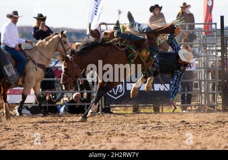 Orangeville, Kanada. Oktober 2021. Ein Cowboy (R) fällt während der RAM Rodeo Tour Championship Finals 2021 in Orangeville, Ontario, Kanada, am 23. Oktober 2021 von seinem Pferd. Quelle: Zou Zheng/Xinhua/Alamy Live News Stockfoto