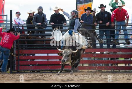 Orangeville, Kanada. Oktober 2021. Ein Cowboy tritt am 23. Oktober 2021 während der RAM Rodeo Tour Championship Finals 2021 in Orangeville, Ontario, Kanada, an. Quelle: Zou Zheng/Xinhua/Alamy Live News Stockfoto