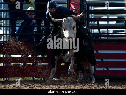 Orangeville, Kanada. Oktober 2021. Ein Cowboy tritt am 23. Oktober 2021 während der RAM Rodeo Tour Championship Finals 2021 in Orangeville, Ontario, Kanada, an. Quelle: Zou Zheng/Xinhua/Alamy Live News Stockfoto