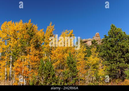 Gelbe Espen an einem Herbsttag in Vedauwoo, Wyoming Stockfoto