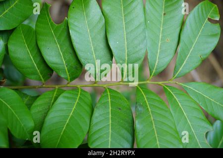 Dimocarpus longan (auch Longan, Lengkeng, kelengkeng, mata kucing, longan, Dimocarpus longan) Blätter auf die Natur Stockfoto