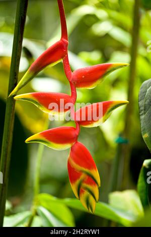 Bird of Paradise wächst in den Tropen. Stockfoto