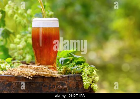 Bier in Glas auf Holzfass gießen Stockfoto