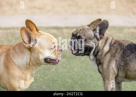 Red-Tan (links) und Sable French Bulldog Männchen geselligen sich. Hundepark an der Leine in Nordkalifornien. Stockfoto