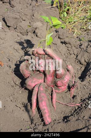 Süßkartoffeln Wurzeln Ernte. Bio-Süßkartoffeln im Garten. Süßkartoffeln wachsen. Süßkartoffeln Foto. Stockfoto