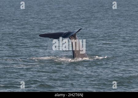 Tauchen Spermawal (Physetter macrocephalus) Schwanz spritzt Stockfoto