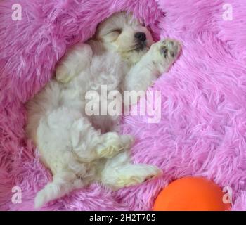 Der Bichon-Frise-Welpe schläft auf einem rosa Kissen Stockfoto