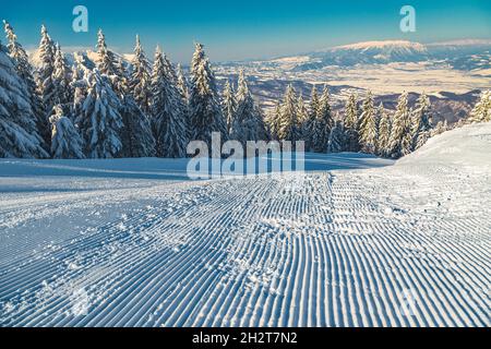 Frisch präparierte präparierte Skiroute mit schneebedecktem Kiefernwald im Skigebiet Poiana Brasov, Siebenbürgen, Rumänien, Europa Stockfoto