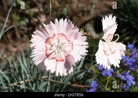 Ein zackiger Kreis von roten Markierungen in der Mitte von blassrosa fast weißen Dianthus Blumen mit blauen Blüten und verschwommener Gartenvegetation Stockfoto