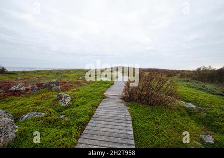 Kologischer Wanderweg auf der Bolschoi Zajatsky Insel. Russland, Archangelsk Region, Solowetski-Inseln Stockfoto