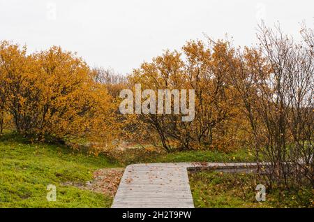 Kologischer Wanderweg auf der Bolschoi Zajatsky Insel. Russland, Archangelsk Region, Solowetski-Inseln Stockfoto