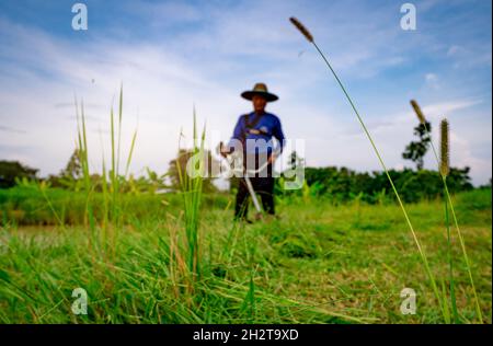 Grasblume auf verschwommenem Mann mit Schulterrasenmäher. Asiatischer Mann schneidet Gras mit Rasenmäher. Gartenpflege und Pflege. Landschaftsgestaltung. Mann Stockfoto