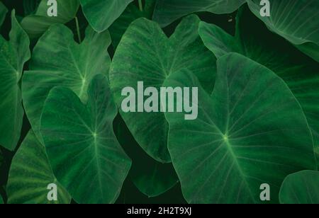 Nahaufnahme der grünen Blätter des Elefantenohrs im Dschungel. Hintergrund mit grüner Blattstruktur. Grüne Blätter im tropischen Wald. Grüne Tapete. Botanischer Garten. Stockfoto