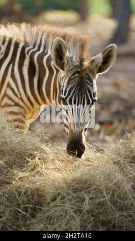 Junge Zebras essen getrocknetes Gras im Zoo Stockfoto