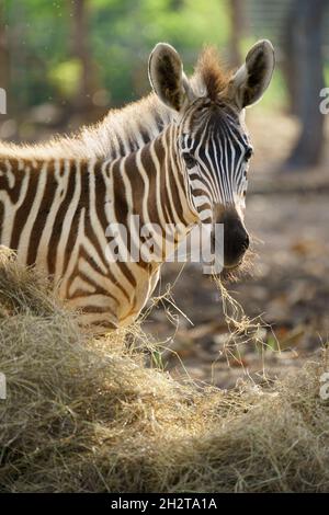 Junge Zebras essen getrocknetes Gras im Zoo Stockfoto