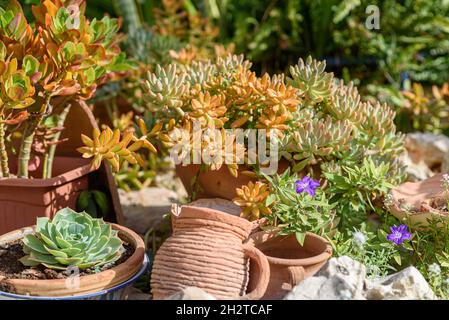 Vielzahl Von Sukkulenten Im Garten Des Sonnigen Tages. Nahaufnahme Von Sukkulenten In Keramikblumengefäßen. Stockfoto