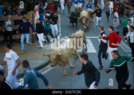 Tafalla, Spanien. Oktober 2021. Bullen laufen beim ersten Lauf der Bullen vor der Ranch Prieto de la Cal in den Straßen der Stadt.nach eineinhalb Jahren Haft, die die Regierung während der Pandemie von Covid 19 Verbot, Kulturshows abzuhalten. Der erste Lauf der Bullen-Schau fand in Tafalla, im Zentrum von Navarra, statt. Kredit: SOPA Images Limited/Alamy Live Nachrichten Stockfoto