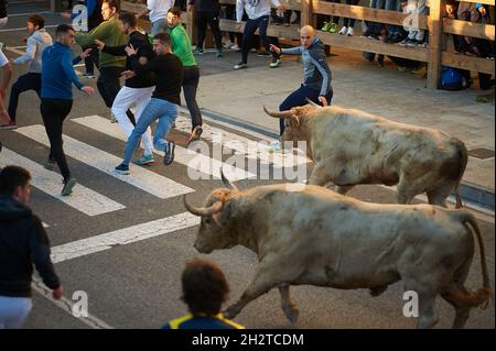 Tafalla, Spanien. Oktober 2021. Die Teilnehmer der Prieto de la Cal Ranch markieren beim ersten Lauf der Bullen wunderschöne Rennen.nach eineinhalb Jahren Haft, die die Regierung während der Pandemie von Covid 19 Verbot, Kulturshows abzuhalten. Der erste Lauf der Bullen-Schau fand in Tafalla, im Zentrum von Navarra, statt. Kredit: SOPA Images Limited/Alamy Live Nachrichten Stockfoto