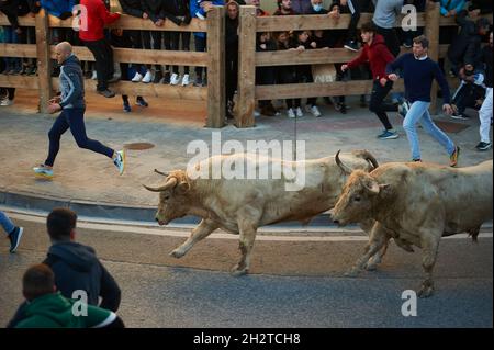 Tafalla, Spanien. Oktober 2021. Bullen laufen beim ersten Lauf der Bullen vor der Ranch Prieto de la Cal in den Straßen der Stadt.nach eineinhalb Jahren Haft, die die Regierung während der Pandemie von Covid 19 Verbot, Kulturshows abzuhalten. Der erste Lauf der Bullen-Schau fand in Tafalla, im Zentrum von Navarra, statt. (Foto von Elsa A Bravo/SOPA Images/Sipa USA) Quelle: SIPA USA/Alamy Live News Stockfoto