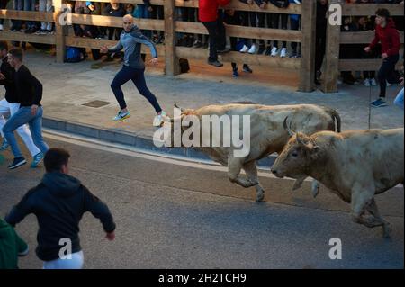 Tafalla, Spanien. Oktober 2021. Die Teilnehmer der Prieto de la Cal Ranch markieren beim ersten Lauf der Bullen wunderschöne Rennen.nach eineinhalb Jahren Haft, die die Regierung während der Pandemie von Covid 19 Verbot, Kulturshows abzuhalten. Der erste Lauf der Bullen-Schau fand in Tafalla, im Zentrum von Navarra, statt. (Foto von Elsa A Bravo/SOPA Images/Sipa USA) Quelle: SIPA USA/Alamy Live News Stockfoto