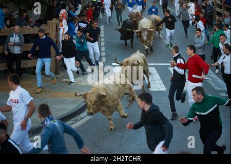 Tafalla, Spanien. Oktober 2021. Bullen laufen beim ersten Lauf der Bullen vor der Ranch Prieto de la Cal in den Straßen der Stadt.nach eineinhalb Jahren Haft, die die Regierung während der Pandemie von Covid 19 Verbot, Kulturshows abzuhalten. Der erste Lauf der Bullen-Schau fand in Tafalla, im Zentrum von Navarra, statt. (Foto von Elsa A Bravo/SOPA Images/Sipa USA) Quelle: SIPA USA/Alamy Live News Stockfoto