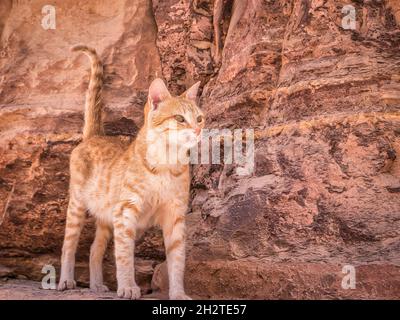 Niedliche Ingwerkatze an einer roten Sandsteinwand in Petra, Jordanien. Stockfoto