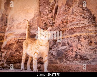 Niedliche Ingwerkatze an einer roten Sandsteinwand in Petra, Jordanien. Stockfoto