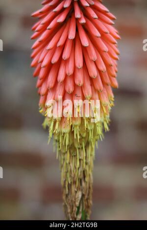 Vertikales Bild von orangefarbenem und zottelig gelbem kniphofia im Herbst Stockfoto