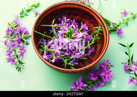 Ivan-Tee in einer Tonschale. Blühende Weidenkräuter in Kräutermedizin. Stockfoto