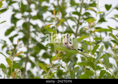 Ein einziger europäischer Goldfink, Carduelis carduelis in einem Baum vor einem klaren Hintergrund in Großbritannien. Stockfoto