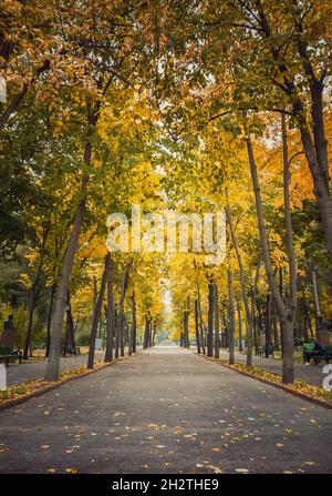 Herbstsaison Morgen im leeren Stadtpark. Schöne Aussicht und Stille, bunte Blätter auf dem Boden gefallen und Wege von Stephen III der große aufgebrochen Stockfoto