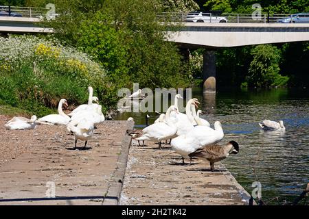 Schwäne auf dem Fluss Trent mit der Straßenbrücke A5189 nach hinten, Burton Upon Trent, Staffordshire, England, Großbritannien, Westeuropa. Stockfoto